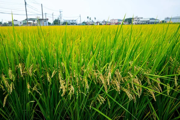 Landelijk Zuidelijk Taiwan Groene Rijstvelden Onder Blauwe Lucht Witte Wolken — Stockfoto