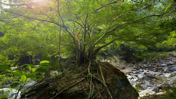Hualien Taiwán Área Escénica Taroko Grandes Árboles Rocas Arroyo Shakaxi —  Fotos de Stock
