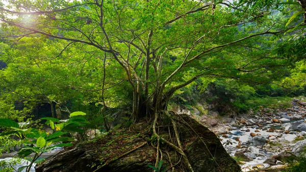 Hualien Taiwan Taroko Scenic Area Grandes Árvores Pedregulhos Shakaxi Stream — Fotografia de Stock