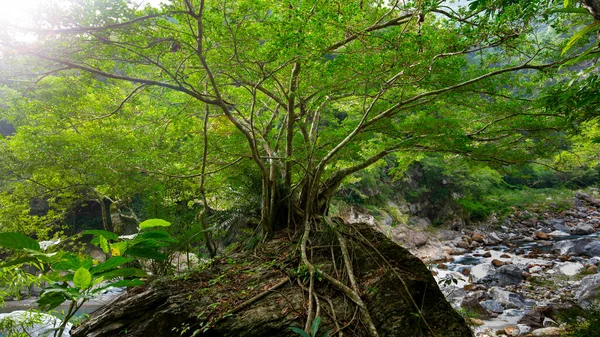 Hualien Taiwan Taroko Landschaftliche Landschaft Große Bäume Und Blöcke Shakaxi — Stockfoto