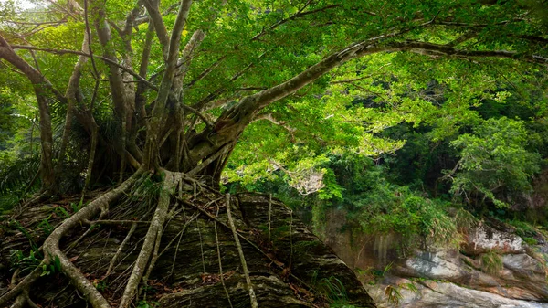Hualien Taiwan Daerah Scenic Taroko Big Trees Boulders Shakaxi Stream — Stok Foto