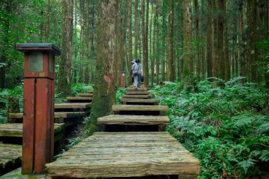 Dağcıların güvenli bir şekilde yürümesi için ormandaki tahta patika.