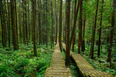 Dağcıların güvenli bir şekilde yürümesi için ormandaki tahta patika.