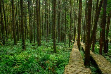 Dağcıların güvenli bir şekilde yürümesi için ormandaki tahta patika.