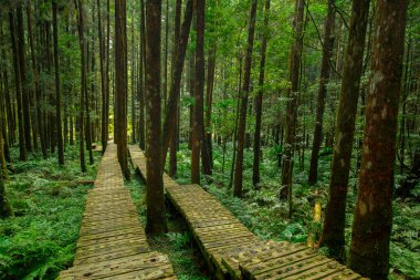 Dağcıların güvenli bir şekilde yürümesi için ormandaki tahta patika.