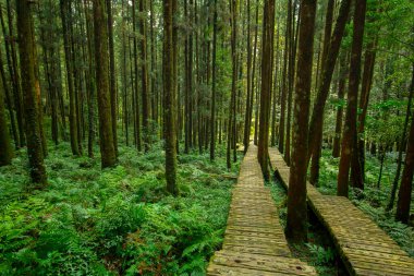 Dağcıların güvenli bir şekilde yürümesi için ormandaki tahta patika.