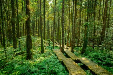 Dağcıların güvenli bir şekilde yürümesi için ormandaki tahta patika.