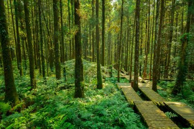 Dağcıların güvenli bir şekilde yürümesi için ormandaki tahta patika.