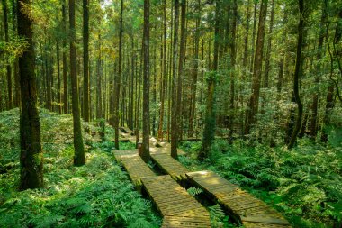 Dağcıların güvenli bir şekilde yürümesi için ormandaki tahta patika.