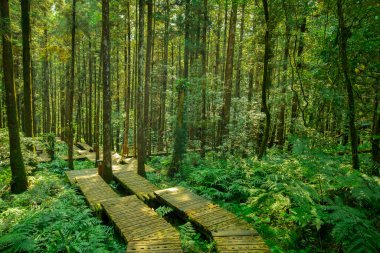 Dağcıların güvenli bir şekilde yürümesi için ormandaki tahta patika.