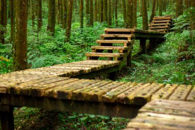 Dağcıların güvenli bir şekilde yürümesi için ormandaki tahta patika.