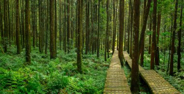 Dağcıların güvenli bir şekilde yürümesi için ormandaki tahta patika.