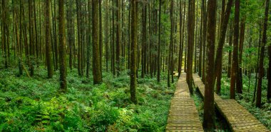 Dağcıların güvenli bir şekilde yürümesi için ormandaki tahta patika.