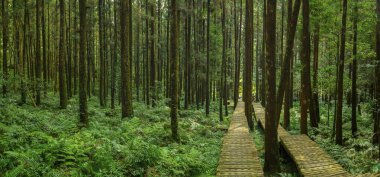Dağcıların güvenli bir şekilde yürümesi için ormandaki tahta patika.