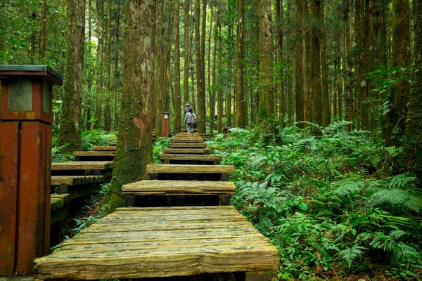 Erdőben Hegymászók Számára Hogy Biztonságosan Járjanak — Stock Fotó