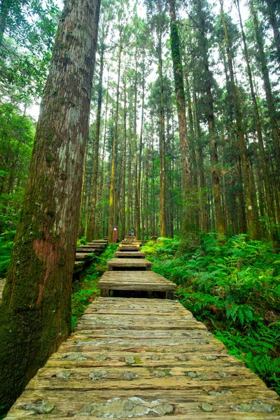 Sendero Madera Bosque Para Que Los Escaladores Caminen Con Seguridad — Foto de Stock