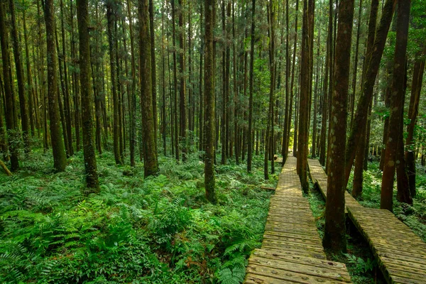 Dağcıların güvenli bir şekilde yürümesi için ormandaki tahta patika.
