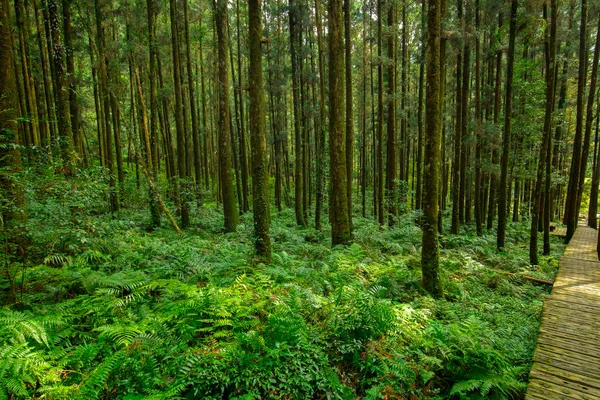 Ξύλινο Μονοπάτι Στο Δάσος Για Ορειβάτες Περπατήσουν Ασφάλεια — Φωτογραφία Αρχείου