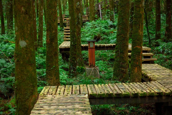 Ξύλινο Μονοπάτι Στο Δάσος Για Ορειβάτες Περπατήσουν Ασφάλεια — Φωτογραφία Αρχείου