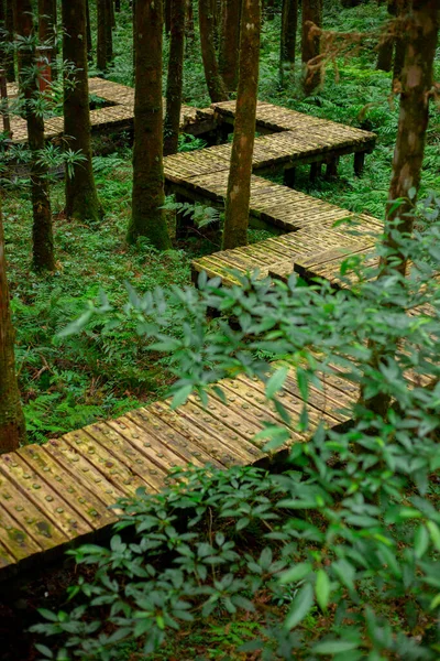 Chemin Bois Dans Forêt Pour Les Grimpeurs Marcher Toute Sécurité — Photo