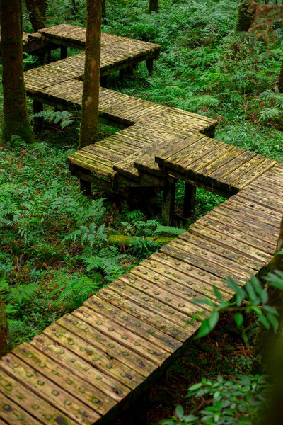Wooden path in the forest for climbers to walk safely
