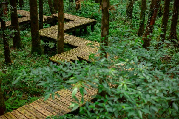 Drewniana Ścieżka Lesie Dla Wspinaczy Aby Bezpiecznie Chodzić — Zdjęcie stockowe