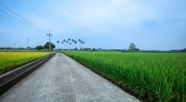 Güney Tayvan 'da sanayi yollarının yanındaki yeşil pirinç tarlaları