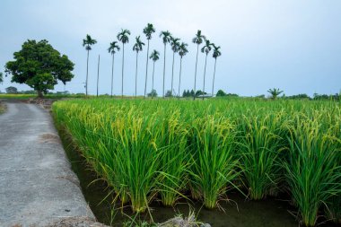 Güney Tayvan 'da sanayi yollarının yanındaki yeşil pirinç tarlaları
