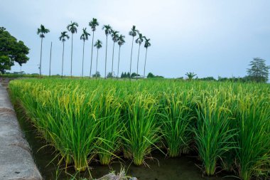 Güney Tayvan 'da sanayi yollarının yanındaki yeşil pirinç tarlaları