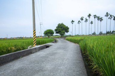 Güney Tayvan 'da sanayi yollarının yanındaki yeşil pirinç tarlaları