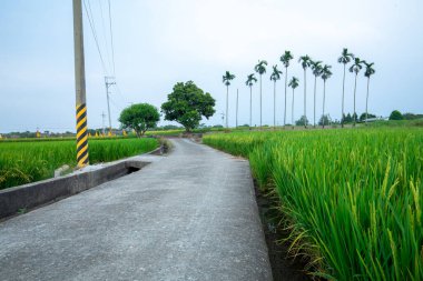 Güney Tayvan 'da sanayi yollarının yanındaki yeşil pirinç tarlaları