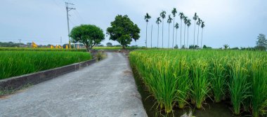 Güney Tayvan 'da sanayi yollarının yanındaki yeşil pirinç tarlaları
