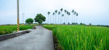 Güney Tayvan 'da sanayi yollarının yanındaki yeşil pirinç tarlaları
