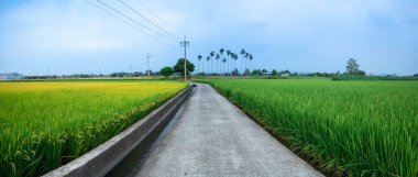 Güney Tayvan 'da sanayi yollarının yanındaki yeşil pirinç tarlaları