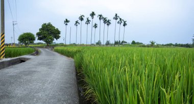 Güney Tayvan 'da sanayi yollarının yanındaki yeşil pirinç tarlaları
