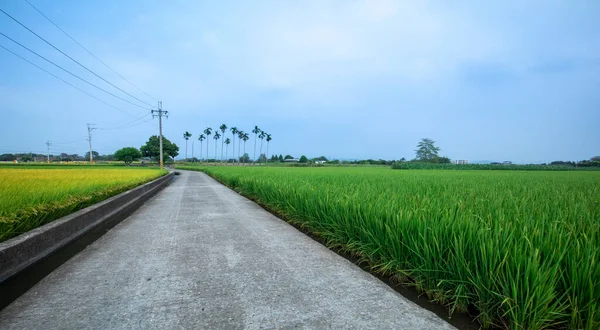 Güney Tayvan 'da sanayi yollarının yanındaki yeşil pirinç tarlaları