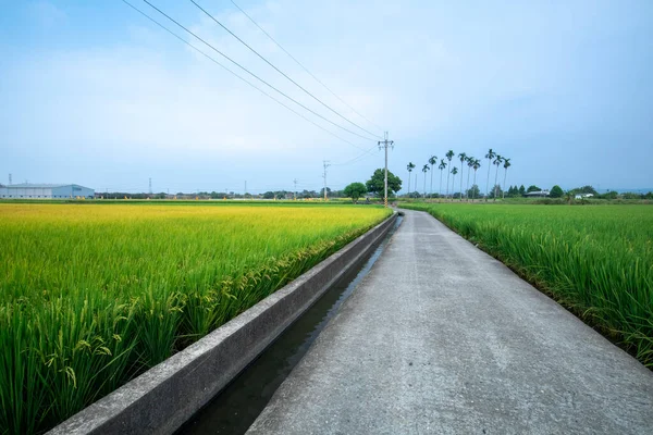 Campos Arroz Verde Lado Estradas Industriais Sul Rural Taiwan — Fotografia de Stock