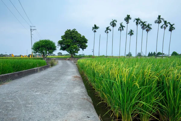 Зеленые Рисовые Поля Рядом Промышленными Дорогами Юге Тайваня — стоковое фото