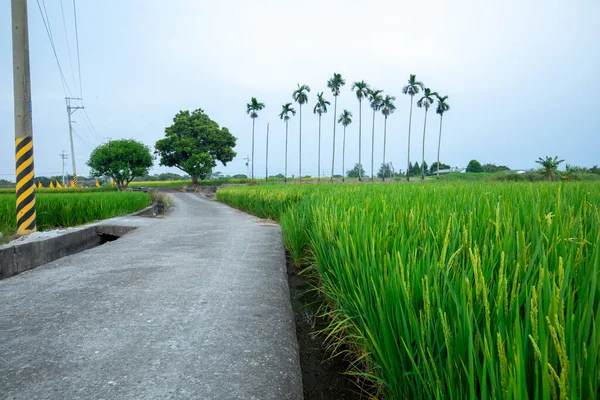 Green Rice Fields Next Industrial Roads Rural Southern Taiwan — Stockfoto