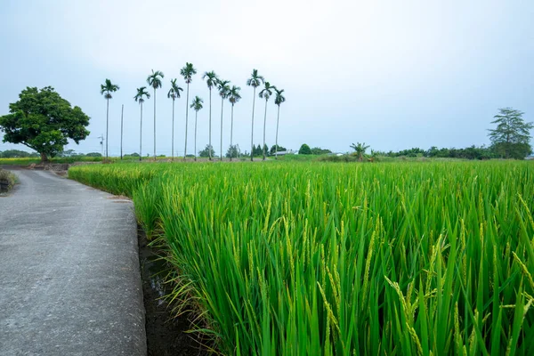 Groene Rijstvelden Naast Industriële Wegen Het Landelijke Zuiden Van Taiwan — Stockfoto
