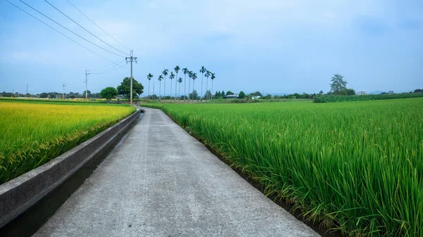 Grüne Reisfelder Neben Industriestraßen Ländlichen Süden Taiwans — Stockfoto