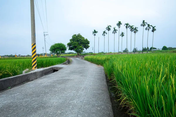 Güney Tayvan 'da sanayi yollarının yanındaki yeşil pirinç tarlaları
