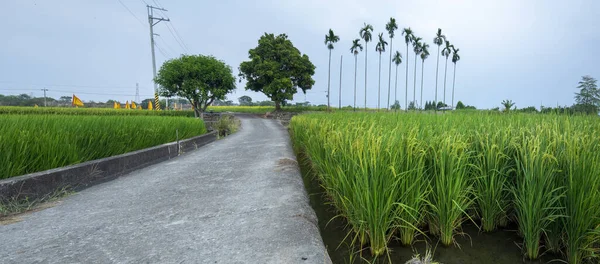 Зеленые Рисовые Поля Рядом Промышленными Дорогами Юге Тайваня — стоковое фото