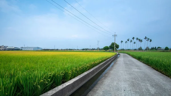 Campos Arroz Verde Lado Estradas Industriais Sul Rural Taiwan — Fotografia de Stock