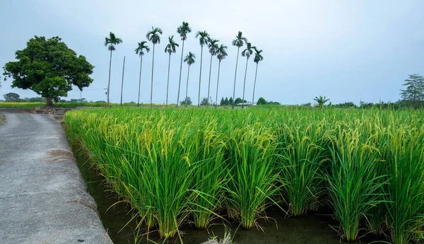 Güney Tayvan 'da sanayi yollarının yanındaki yeşil pirinç tarlaları