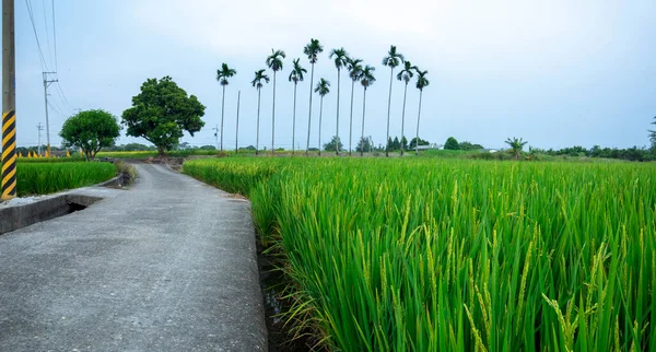 Güney Tayvan 'da sanayi yollarının yanındaki yeşil pirinç tarlaları