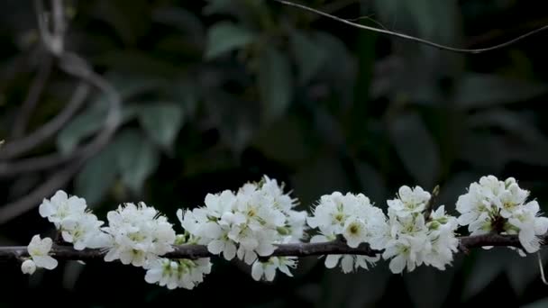 Taiwans Início Primavera Flores Ameixa Branca São Elegantes Limpas — Vídeo de Stock
