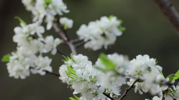 Tayvan Ilkbaharında Beyaz Erik Çiçekleri Zarif Temizdir — Stok video