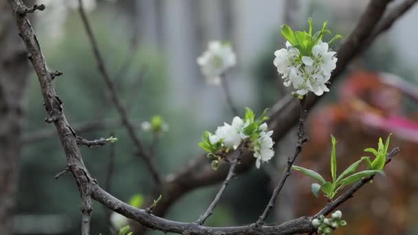 Taiwans Early Spring White Plum Blossoms Elegant Clean — стоковое видео
