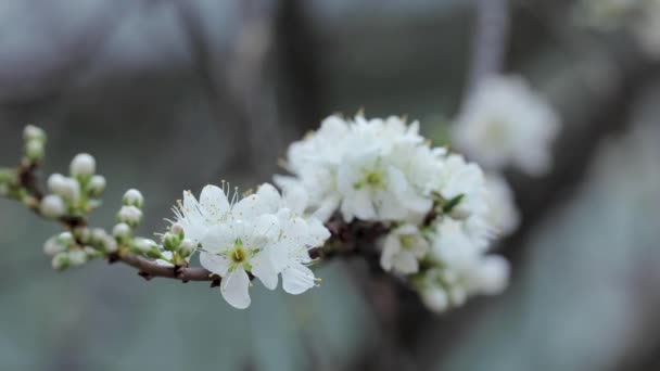 Tchaj Wanské Brzké Jarní Bílé Švestkové Květy Jsou Elegantní Čisté — Stock video